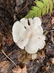 Leucocybe connata