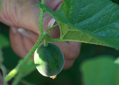Cucumis melo
