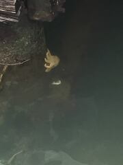 Coscinasterias muricata