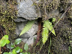Polystichum andersonii