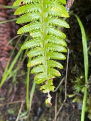 Polystichum andersonii