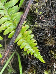 Polystichum andersonii