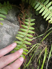 Polystichum andersonii