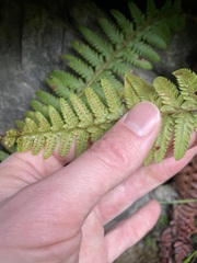 Polystichum andersonii
