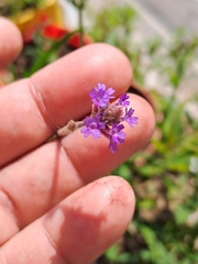 Verbena intermedia