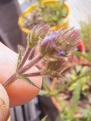 Verbena intermedia