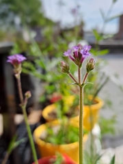 Verbena intermedia