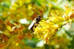 Thecophora