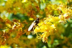 Thecophora
