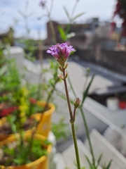 Verbena intermedia