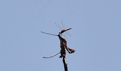 Urothemis signata