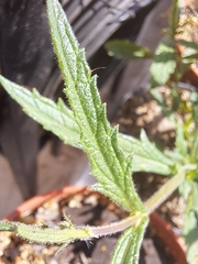 Verbena intermedia
