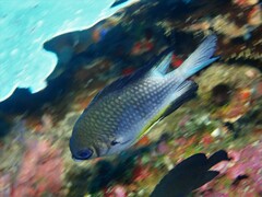 Amblyglyphidodon leucogaster