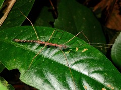 Stheneboea repudiosa