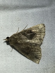 Hypena manalis