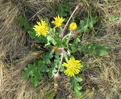 Taraxacum serotinum
