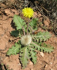 Taraxacum serotinum