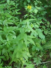 Sisymbrium strictissimum