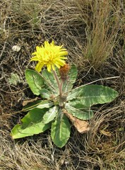 Taraxacum serotinum
