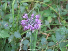 Allium thunbergii