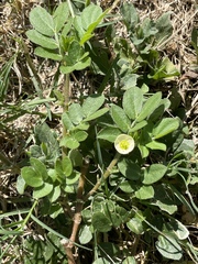 Kallstroemia maxima