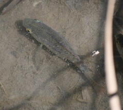 Oreochromis