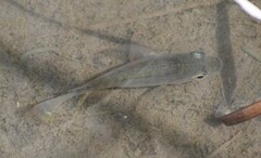 Oreochromis