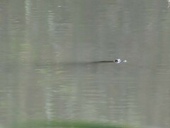 Apalone spinifera emoryi