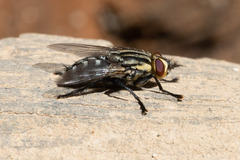 Sarcophagidae