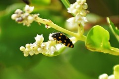 Acmaeodera xanthosticta