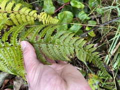 Polystichum setigerum
