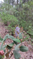 Ceanothus caeruleus