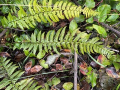 Polystichum setigerum