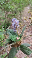 Ceanothus caeruleus