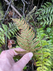 Polystichum setigerum