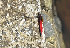 Orthetrum chrysis
