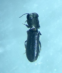Synechocera