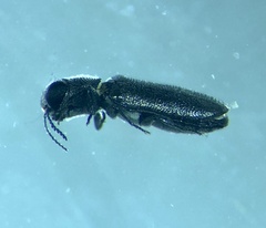Synechocera