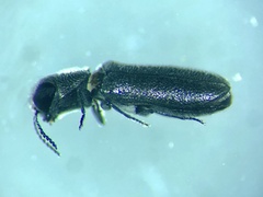 Synechocera