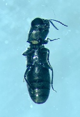 Synechocera