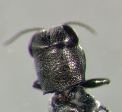 Synechocera
