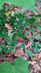 Fuchsia microphylla