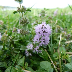 페니로얄민트 (Mentha pulegium): 기원과 용도 — 사진 3