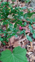 Fuchsia microphylla