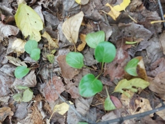 Pyrola asarifolia