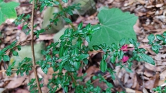 Fuchsia microphylla