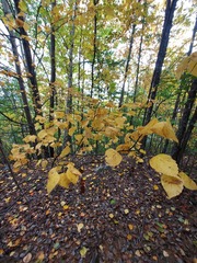 Betula platyphylla