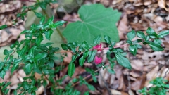 Fuchsia microphylla