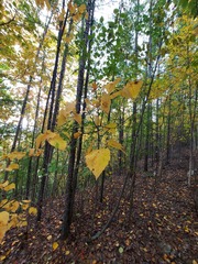 Betula platyphylla