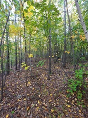 Betula platyphylla